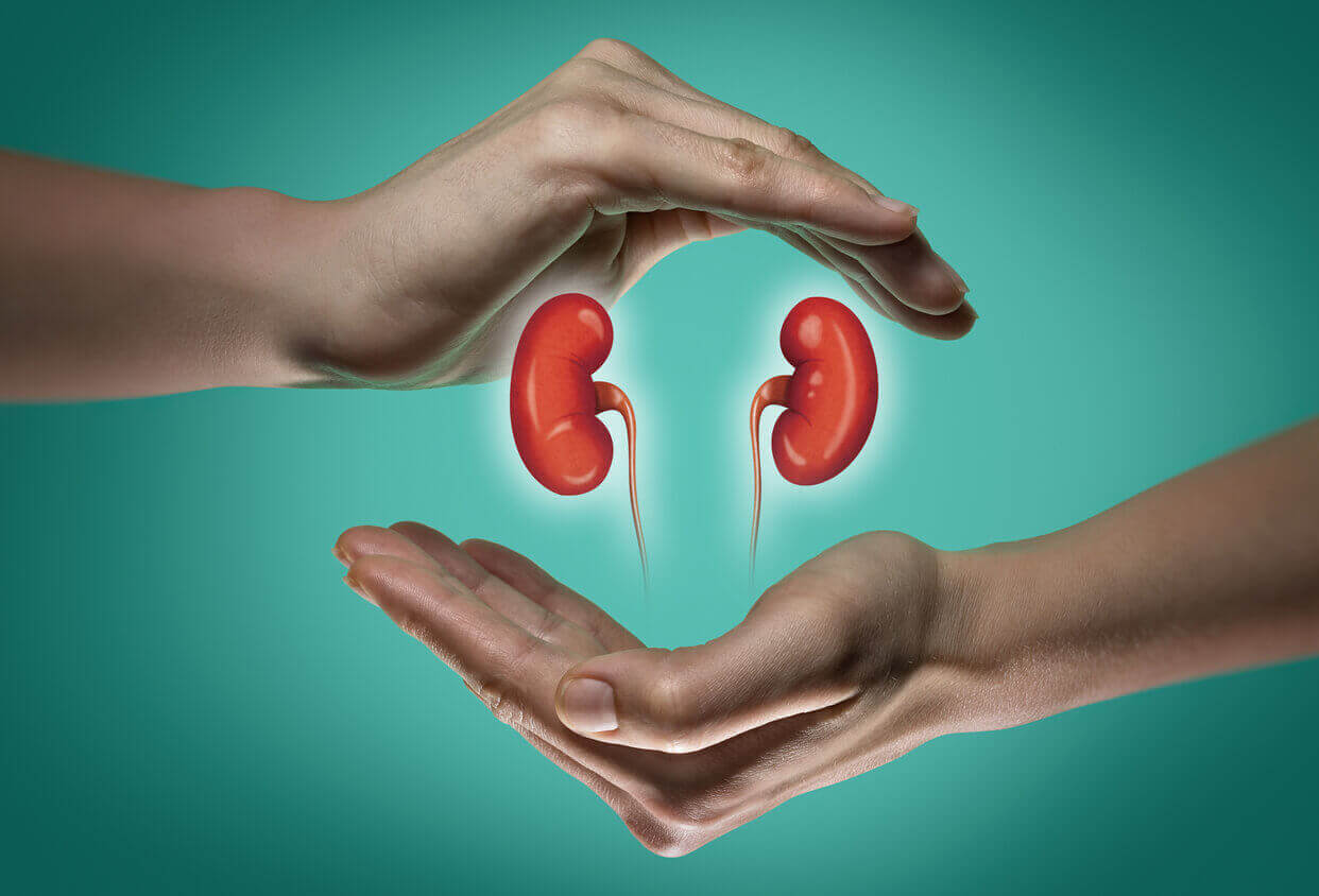 Signs of Healthy Kidneys