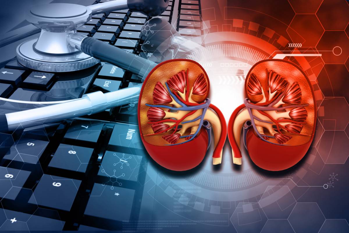 Stock image of Human kidney 3d illustration