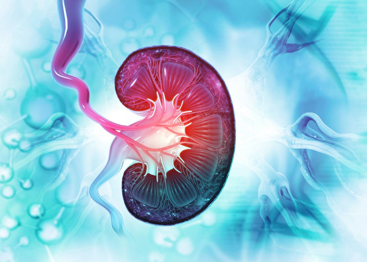 Human kidney 3d illustration stock image