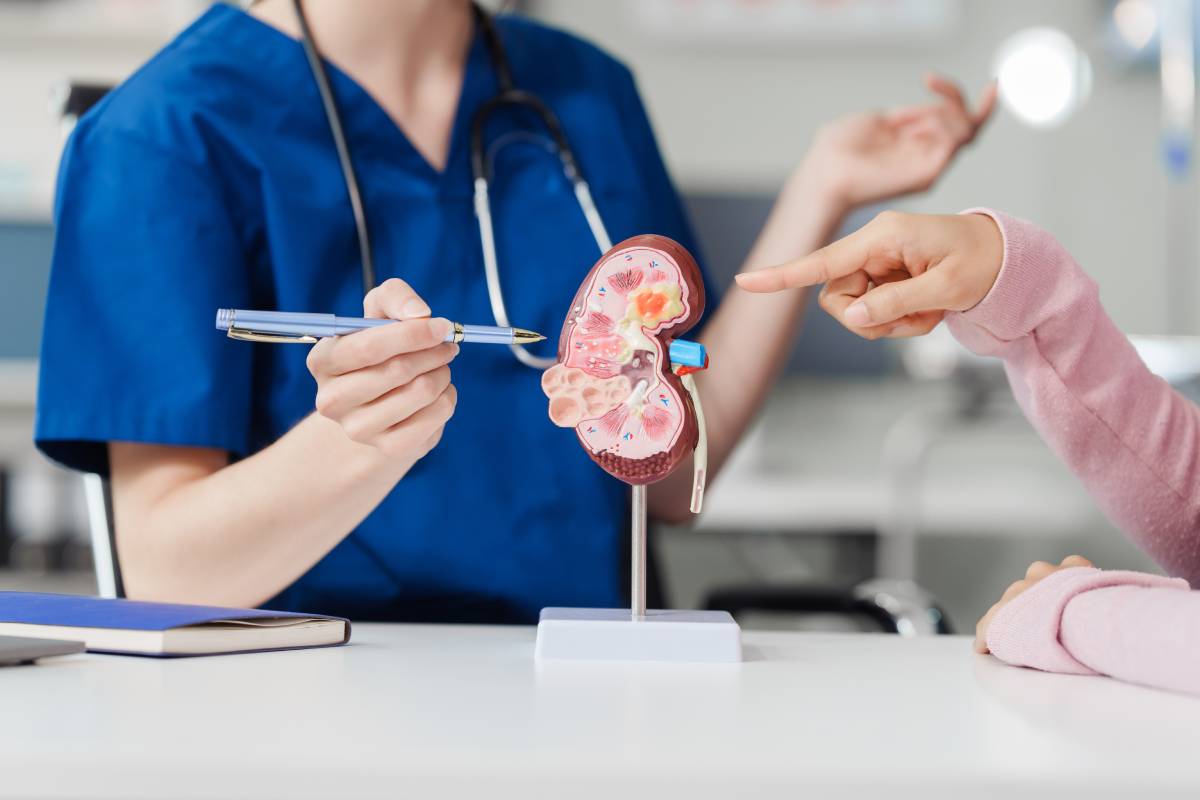 Doctor explains the causes of the disease and treatment guidelines on kidney model