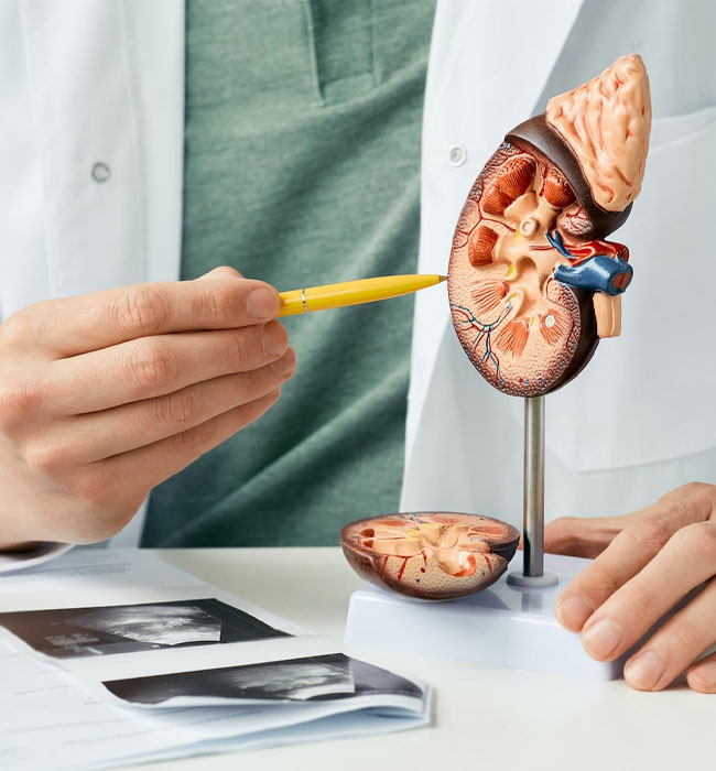Stock image of a patient explaining kidney parts