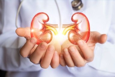 Understanding Your Kidneys